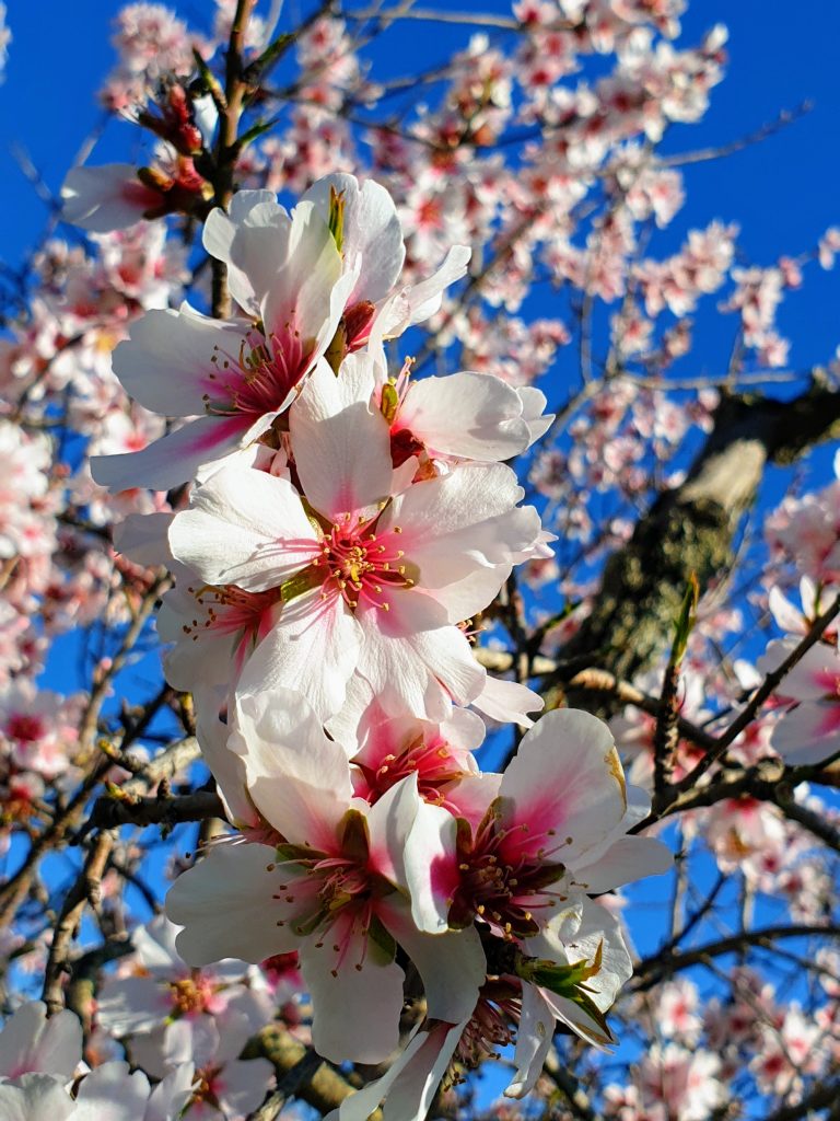Almond Tree in full bloom, Vale de Caro, Albufeira, Portugal