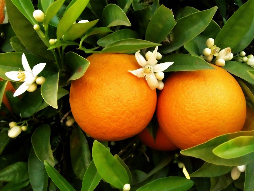 laranja portuguesa