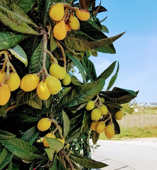 kumquat, Algarve, Appelsiininkukka, UNKNOWN PORTUGAL