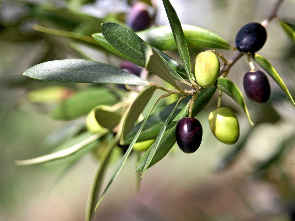 Pelottavat ruokakokeilut - Tonnikalasalaatti - oliivit