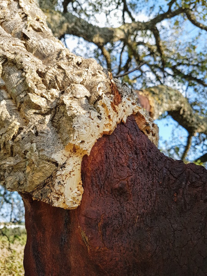 Asukkaana Portugalissa, korkkipuu