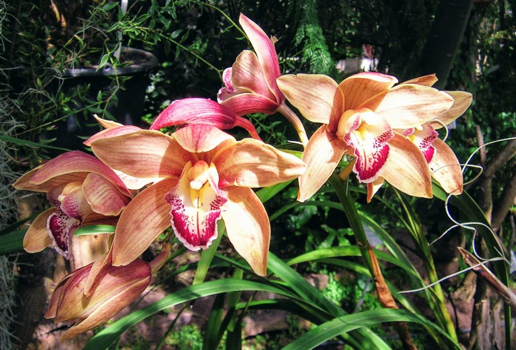 ruuhkavuosien kauneusmurheet, orkidean huokaus