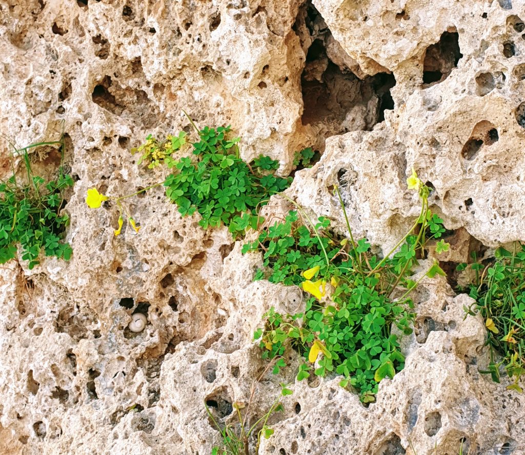 Villit kukat ovat löytäneet kivestä suojaisan kasvualustan. - l-Hagra l-Wieqfa - Qala Menhir