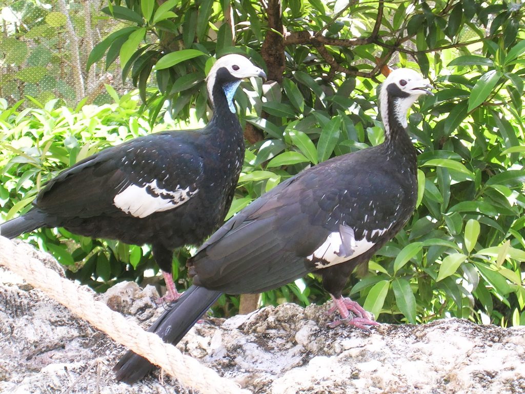 Elämäni paras lomamatka Barbados Bird Sanctuary (Chancery Lane Swamp)
