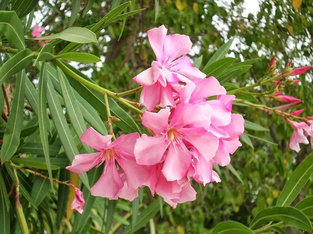 Elämäni paras lomamatka Barbados Andromeda Botanic Gardens