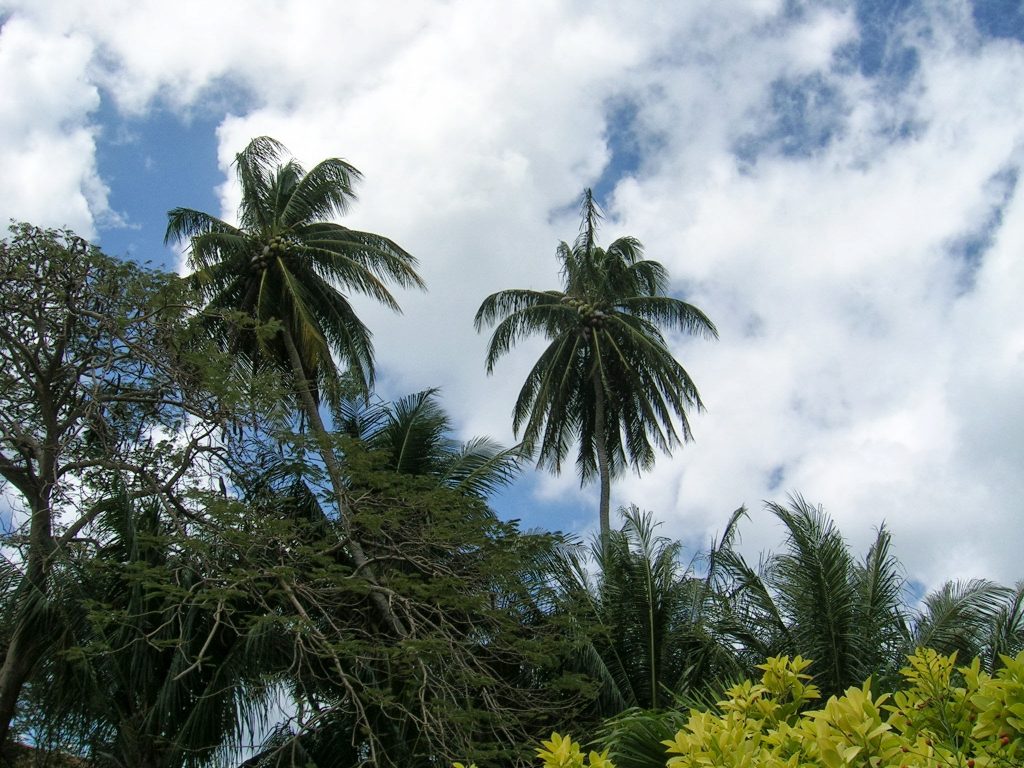 Elämäni paras lomamatka Barbados Andromeda Botanic Gardens