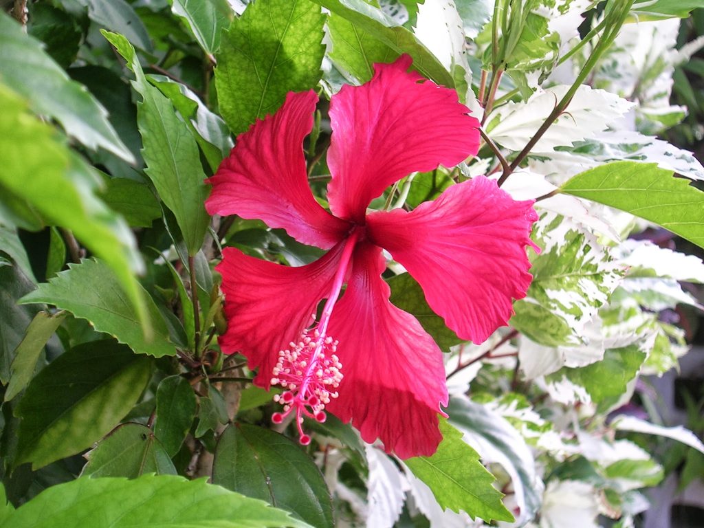 Elämäni paras lomamatka Barbados Flower Forest Botanical Gardens
