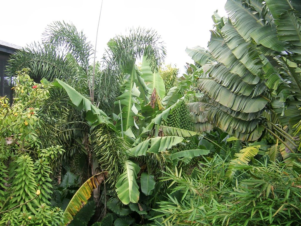 Elämäni paras lomamatka Barbados Flower Forest Botanical Gardens