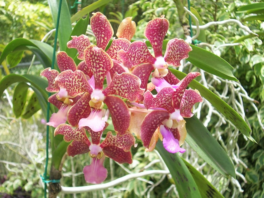 Elämäni paras lomamatka Barbados Orchid World