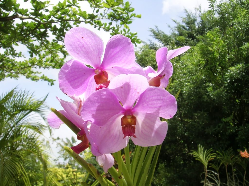 Elämäni paras lomamatka Barbados Orchid World