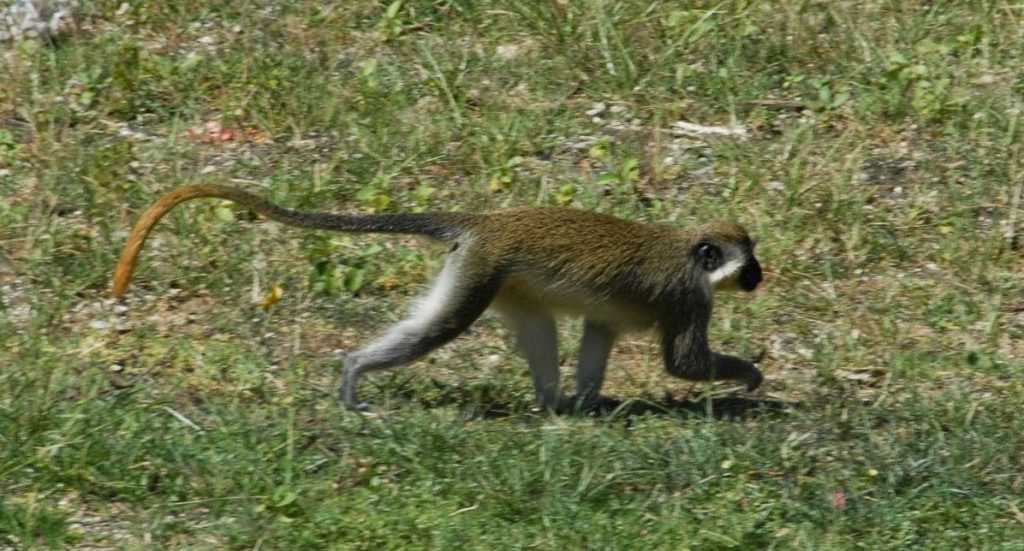Elämäni paras lomamatka Barbados vihreitä apinoita