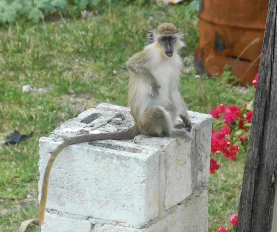 Elämäni paras lomamatka Barbados vihreitä apinoita