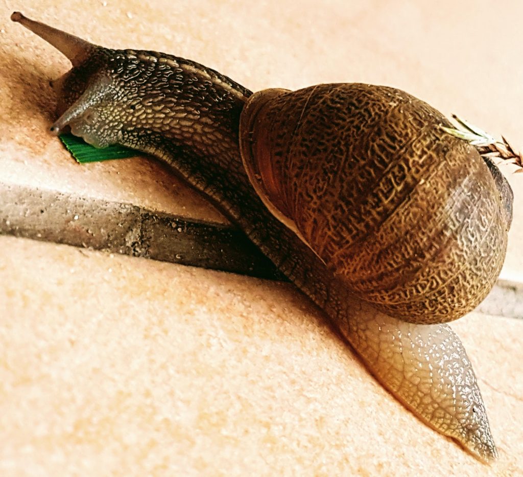 postausideoita blogiin snail