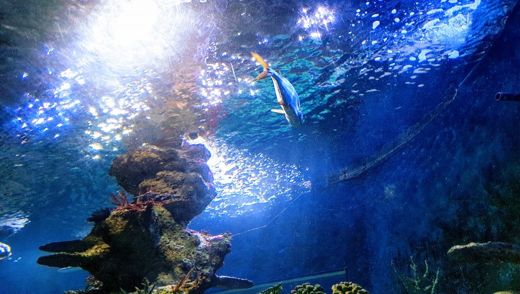 Maltan akvaario