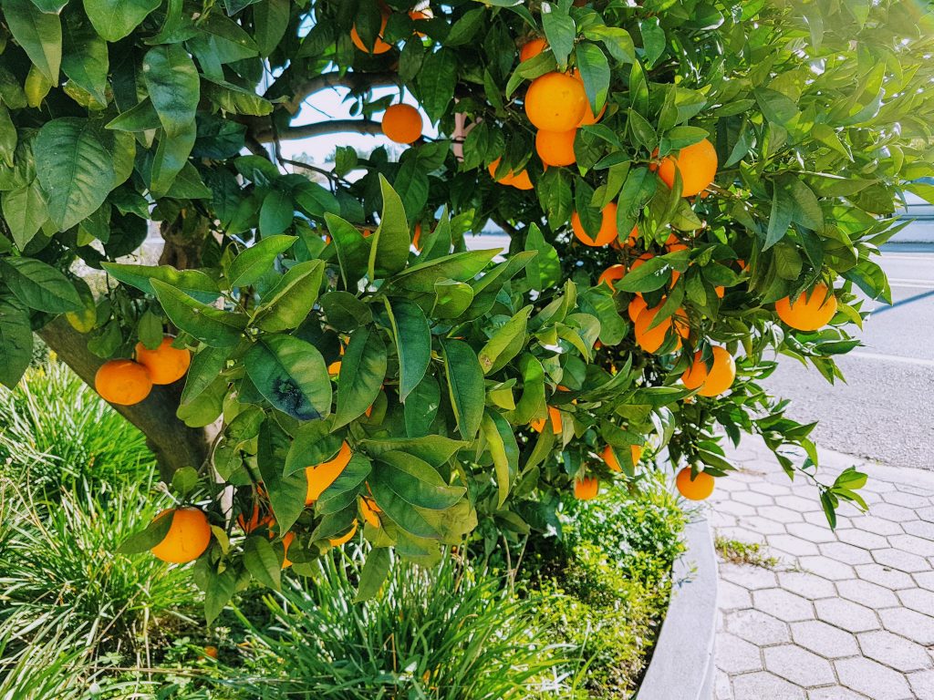Appelsiineja kypsymässä