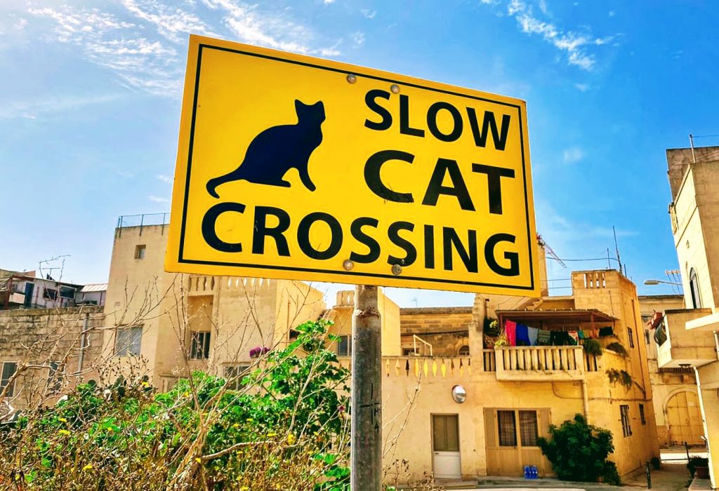 cat crossing Qala