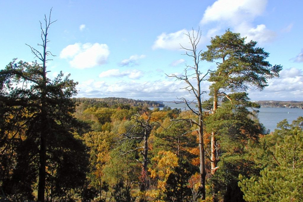 Helmikuun kuvahaaste 15-21 - kuivunut puu - Ruissalo, Turku