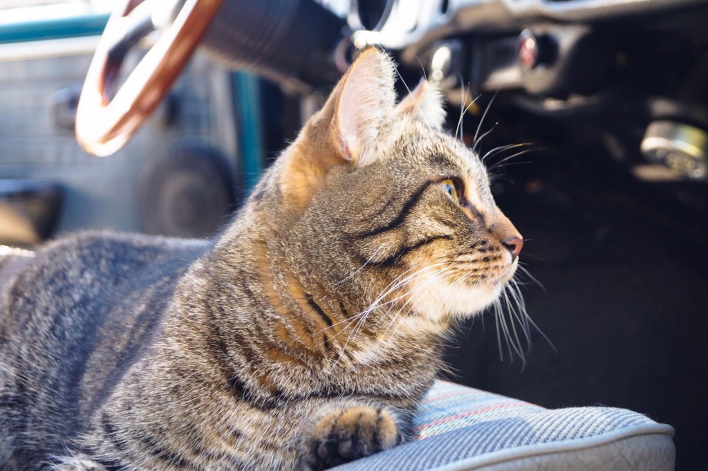 Muodikasta ja muodotonta - kissa autossa