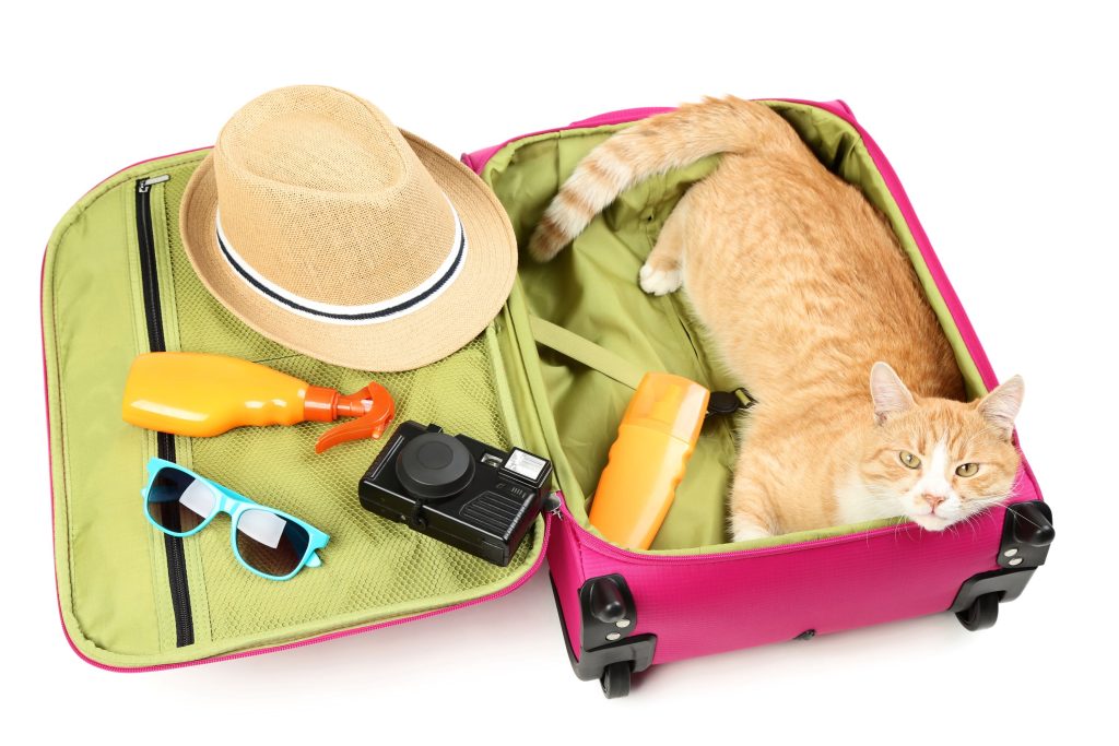 Muodikasta ja muodotonta - kissa matkalaukussa
