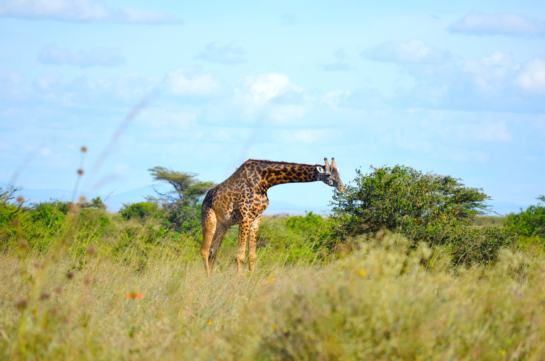 giraffe on green grass field