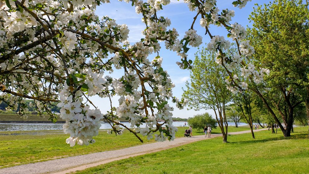 Kaunasin puistoja ja luontopolkuja - Santaka Park