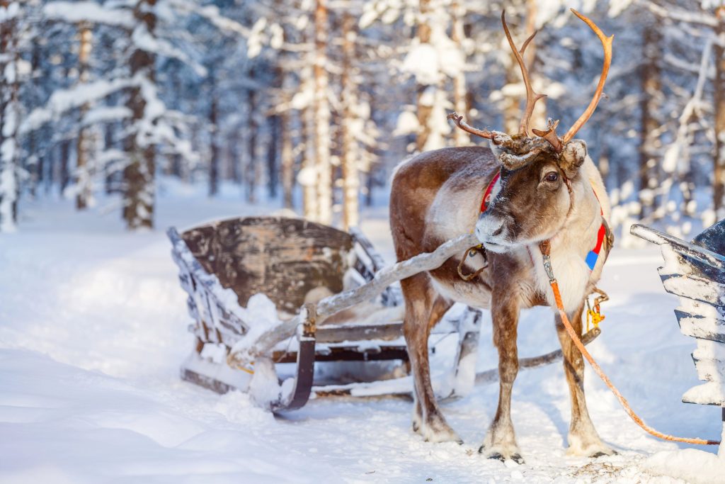 Joulukalenteri 2024 - Suomi poro