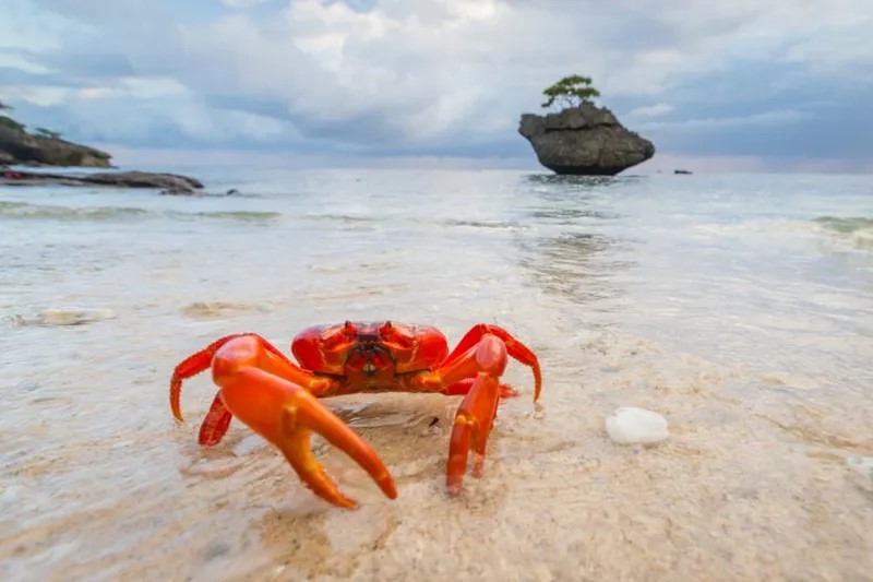 Red crab bathing in the sea. Photo: Chris Bray