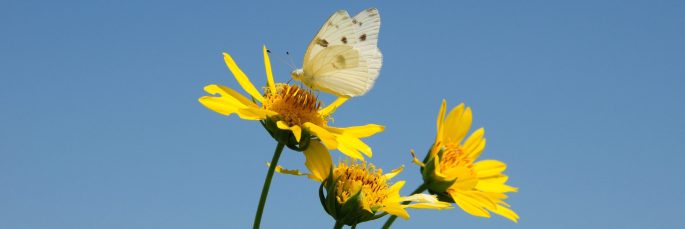 Oletko koskaan - blogihaaste - banner